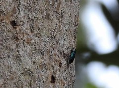 Chrysobothris sauteri