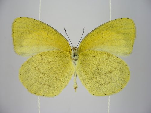 Broad-bordered Grass Yellow