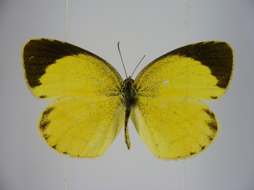 Broad-bordered Grass Yellow