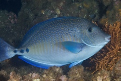 Prionurus maculatus