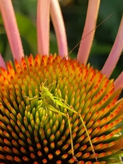Phaneroptera nana