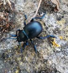 Timarcha tenebricosa