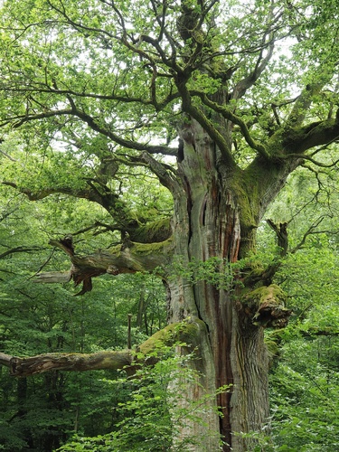 Paprastasis ąžuolas nuotrauka