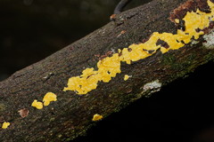 Trichoderma victoriense