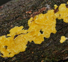 Trichoderma victoriense