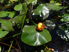Nuphar × rubrodisca