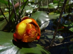 Nuphar × rubrodisca
