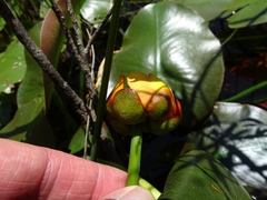 Nuphar × rubrodisca