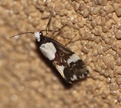 Philenora elegans