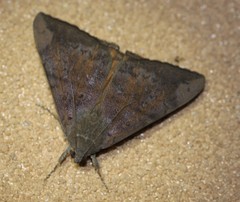 Oxyodes tricolor