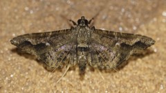 Merodictya marmorata