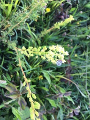 Helicella itala
