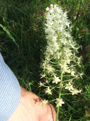 Stenanthium densum