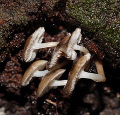 Mycena tuvara