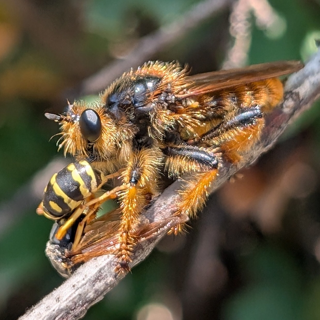 Pogonosoma