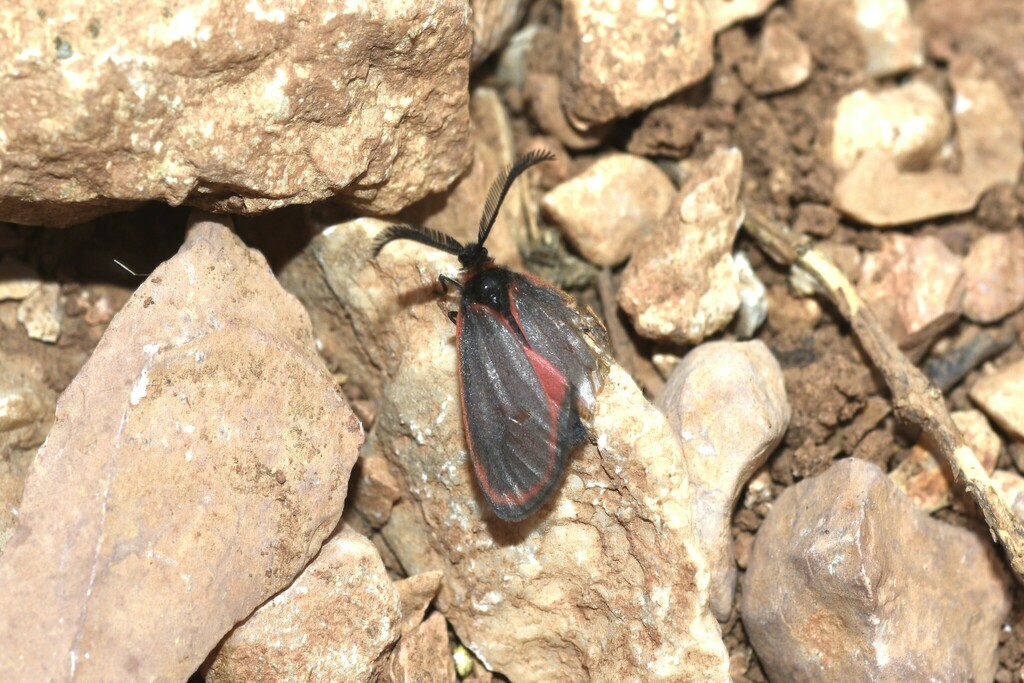 Aglaope labasi
