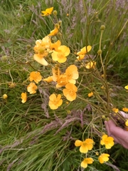 Ranunculus acris
