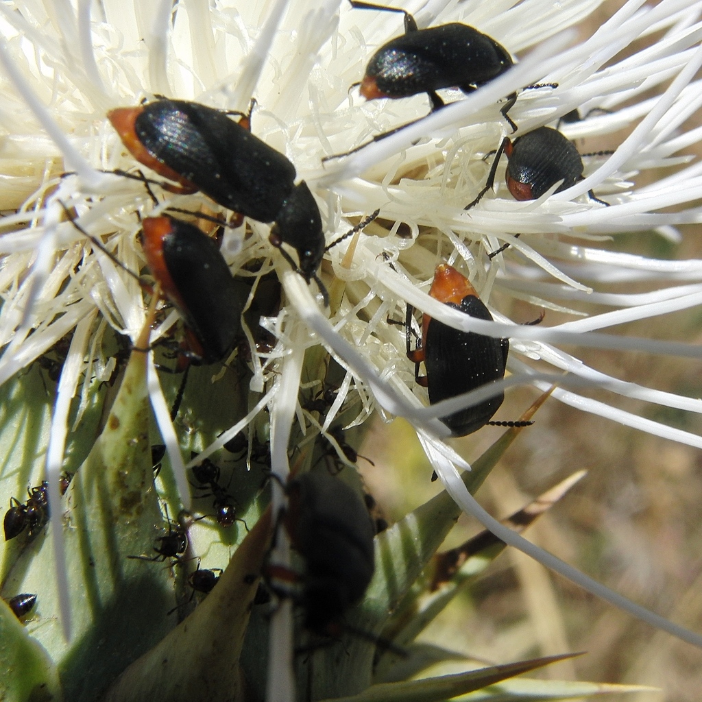 Gastrhaema rufiventris