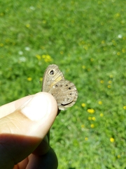 Lasiommata
