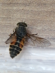 Hybomitra bimaculata