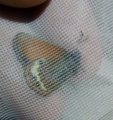 Coenonympha gardetta darwiniana