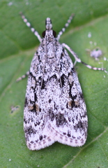 Scoparia basistrigalis