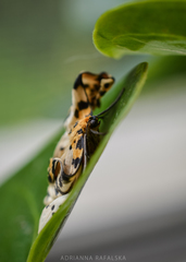 Abraxas grossulariata