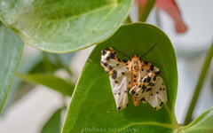 Abraxas grossulariata