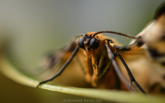 Abraxas grossulariata