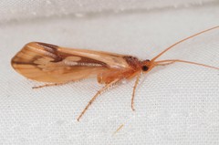 Platycentropus radiatus