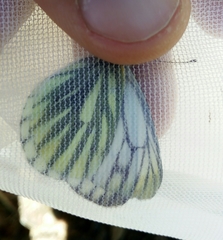 Pieris bryoniae