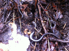 Plethodon richmondi