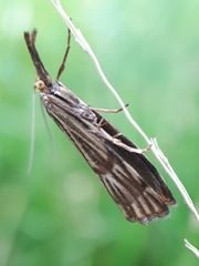 Chrysocrambus