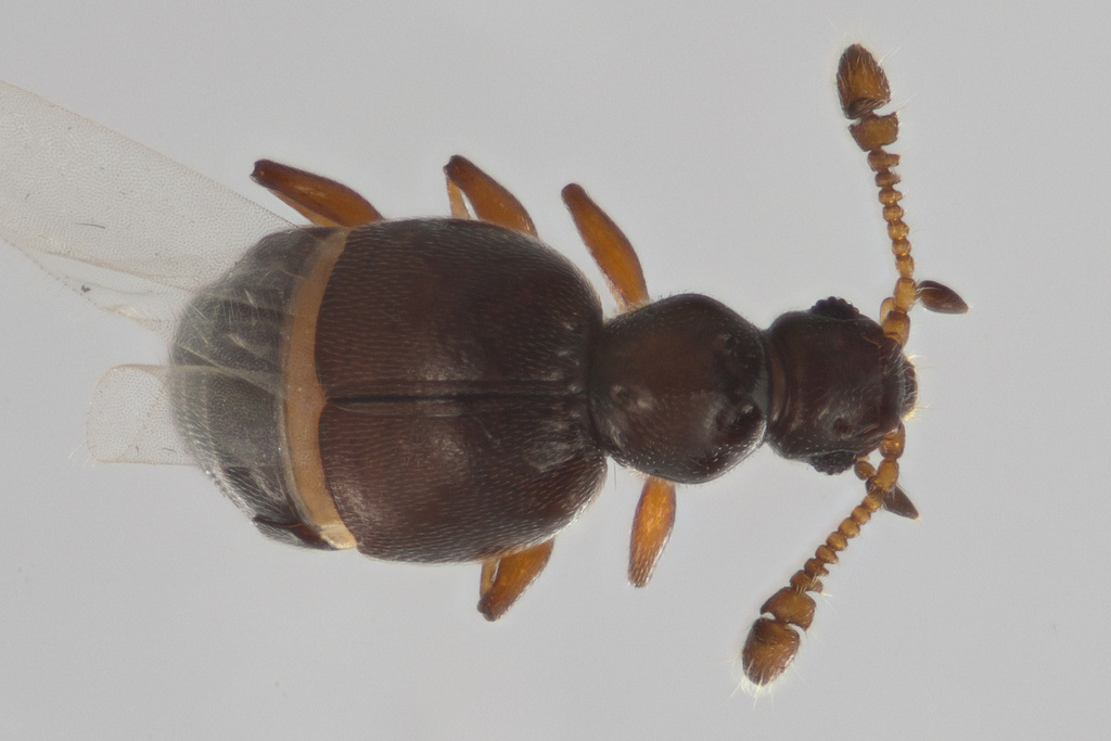 Panabachia