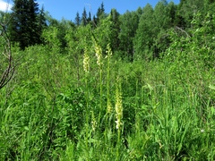 Pedicularis incarnata