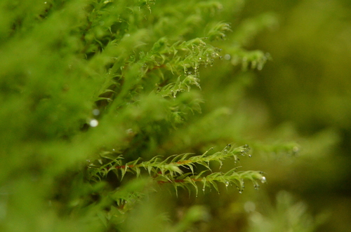 Philonotis caespitosa observed 2024-07-16