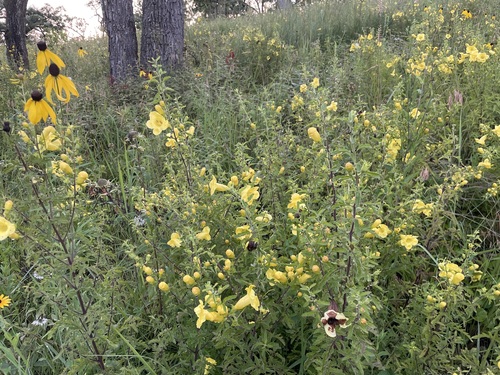 Image of Aureolaria grandiflora by no rights reserved