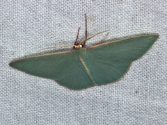 Chlorocoma assimilis