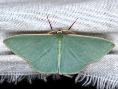 Chlorocoma assimilis