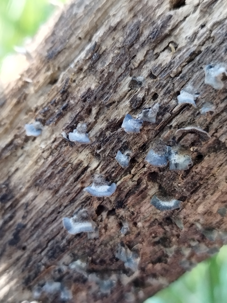 Resupinatus applicatus · March 2024 · photo: © seba_fornes (iNaturalist, cc-by)