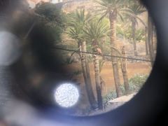 Falco tinnunculus canariensis