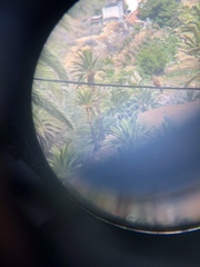 Falco tinnunculus canariensis