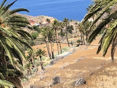 Falco tinnunculus canariensis