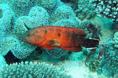 Cephalopholis urodeta