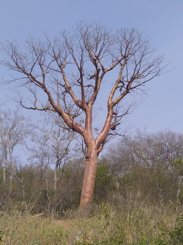 Cochlospermum tetraporum (Cochlospermum tetraporum)