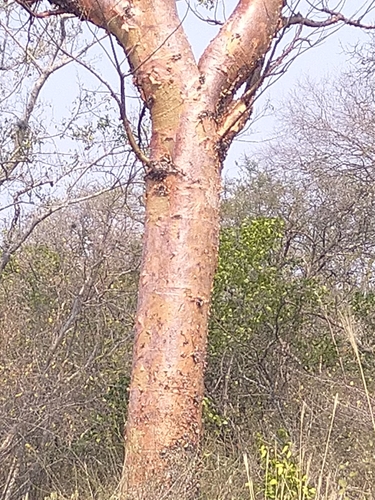 Cochlospermum tetraporum, photograph 4