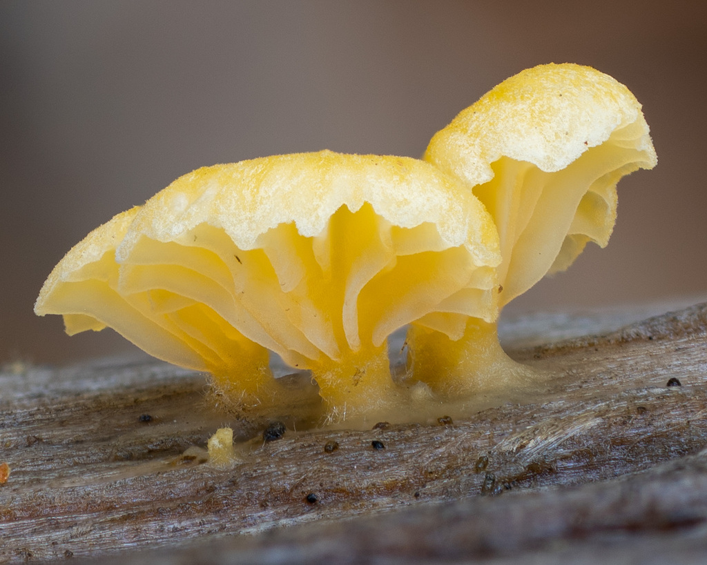 Hygrophoraceae sp. 'CA02'