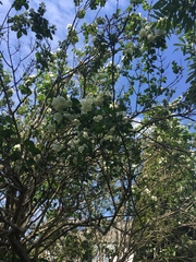 Philadelphus × virginalis