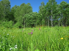 Dactylorhiza sibirica