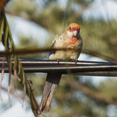 Platycercus eximius x adscitus